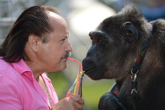Gebt dem Affen keinen Zucker!