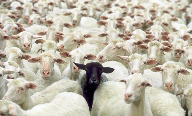 Keine Minderheitsregierung, weil Deutschland wichtiger als Dänemark ist?