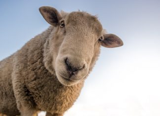 Opportunismus – der Pfadfinderverein und die Abzeichenprüfung