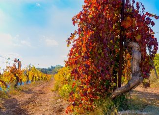 Graubrot hat kein Terroir – warum Margarete Stokowski nur Bahnhof versteht