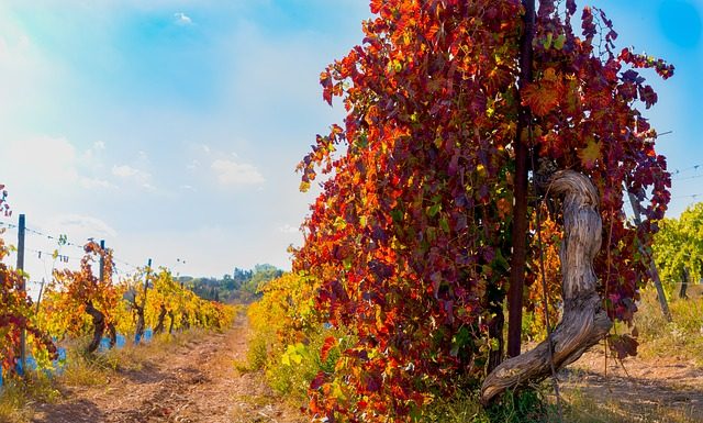 Graubrot hat kein Terroir – warum Margarete Stokowski nur Bahnhof versteht