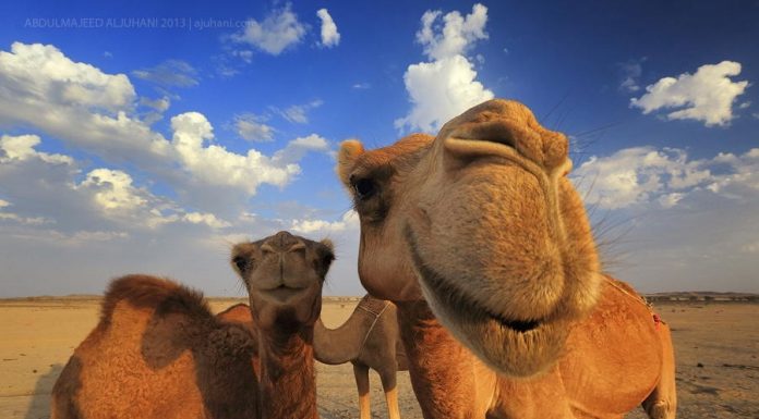 Realitätscheck bei Desertec