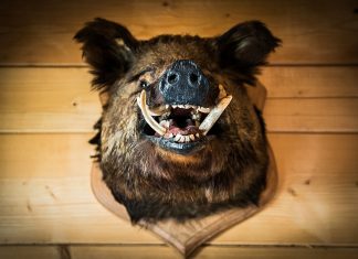 Seehofer: laden, zielen, kneifen…verbluten?