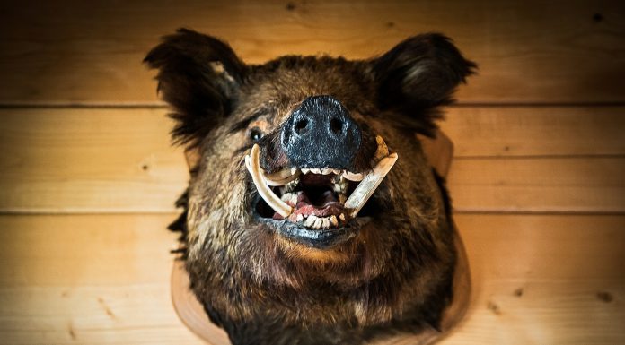 Seehofer: laden, zielen, kneifen…verbluten?