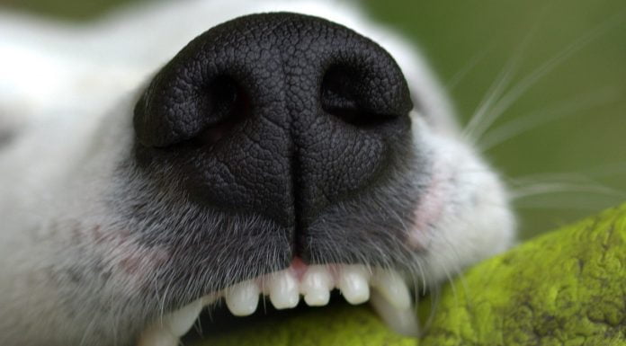 Kauders Abgang und noch kein Neuanfang