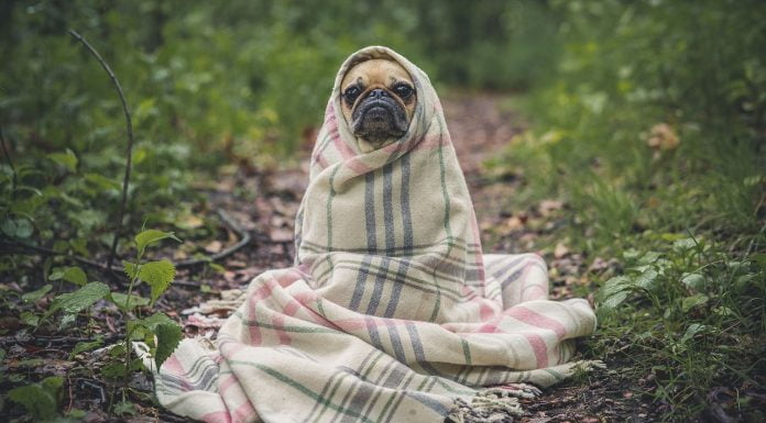 Lügen haben kurze Beine – der Mops von „Belltower“ auch