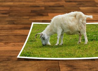 Die ARD-Generalsekretärin spricht nicht gern vom Framing