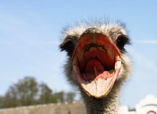 Klimawandel – Entschuldigung für Korruption und Staatsversagen