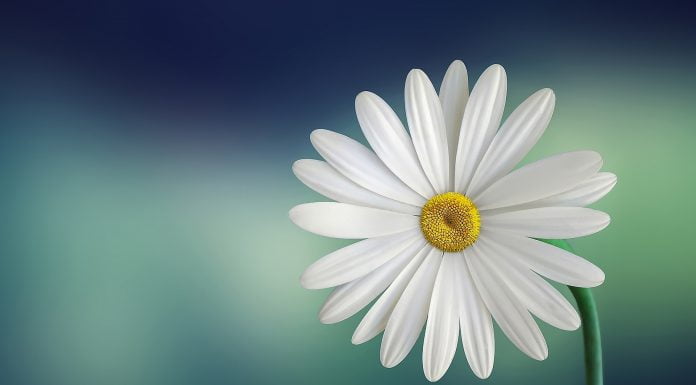 Europawahl: Politik auf der Suche nach Schönheit