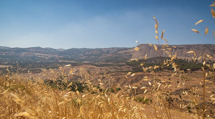 Von Rebenhunden und Olivenkatzen