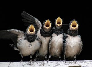 CO2-Strategien im Vergleich – schreien, totstellen oder schwimmen