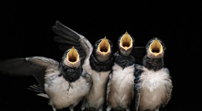 CO2-Strategien im Vergleich – schreien, totstellen oder schwimmen