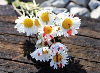 Oh well, we live and learn – vom Scheitern der Endzeitsekten