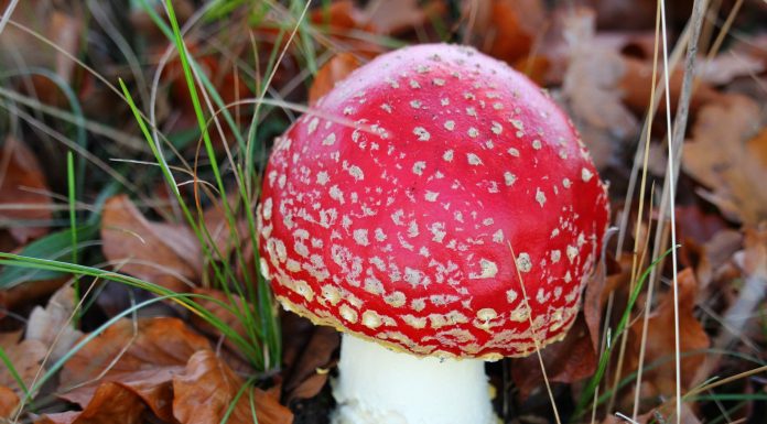 Was wurde aus den linken Enteignungsplänen in Spandau?