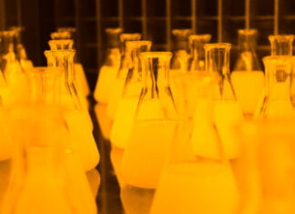 Der Deutsche forscht nicht, er glaubt den Grünen Forschung