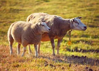 Bürgerliche Vernunft im allzuständigen Staat