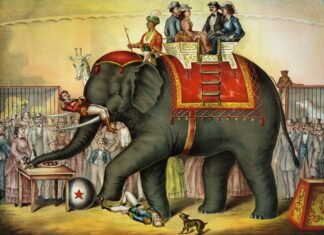 Wer die Kurve kriegt, darf die Elefanten füttern