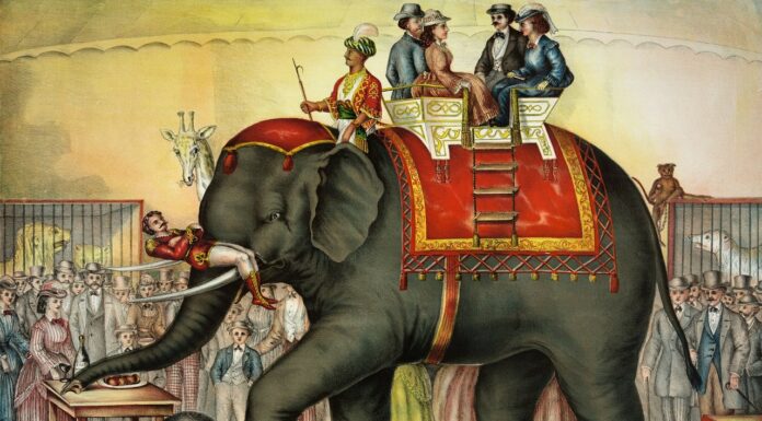 Wer die Kurve kriegt, darf die Elefanten füttern