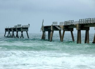Fuchs, wer hat die Wahl gestohlen