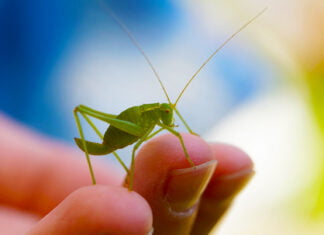 Musk und Twitter: Ausbleiben eines angekündigten Todes