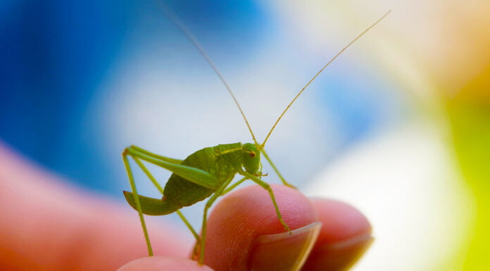 Musk und Twitter: Ausbleiben eines angekündigten Todes