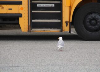 Rückzugsgefechte – Rollenwechsel bei Claudia Kemfert