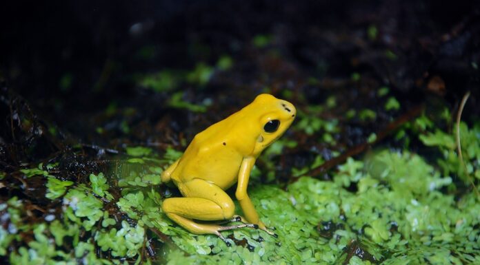Der grüne Skorpion und der FDP-Froschminister