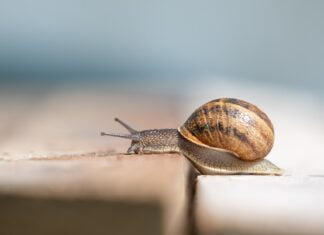 Mit der Schleimspur auf dem Holzweg
