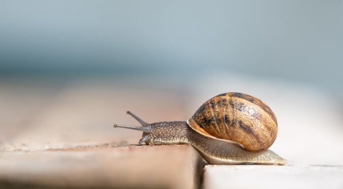 Mit der Schleimspur auf dem Holzweg