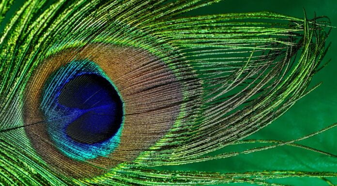 My Bodypaint, my Choice oder wie man sich woke ins Knie schießt