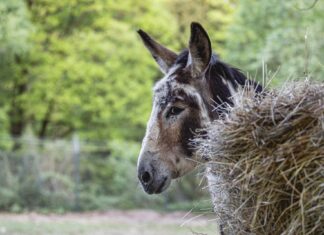 Die letzten Reform-Versuche des Joe Biden