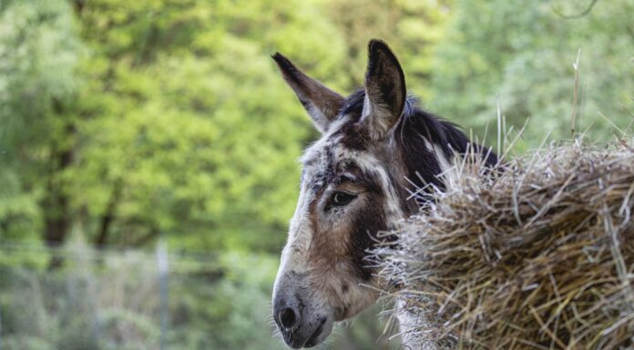 Die letzten Reform-Versuche des Joe Biden